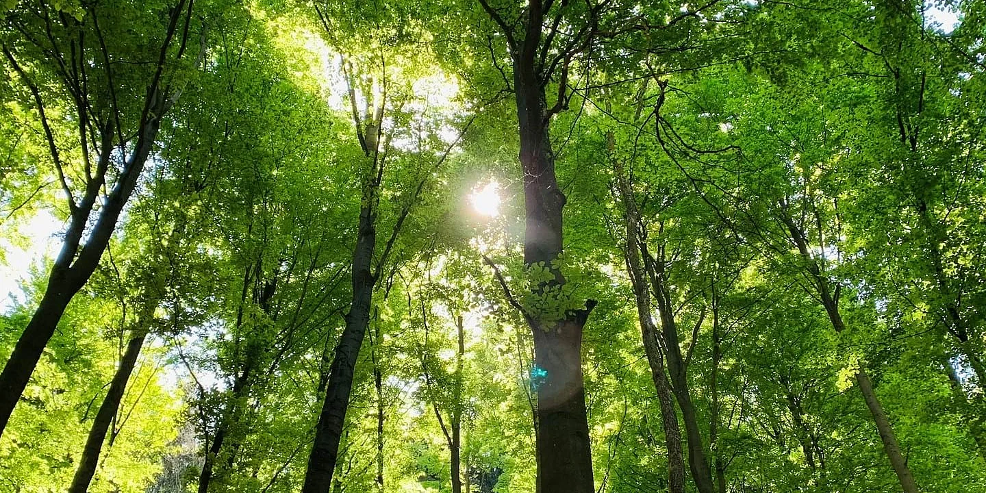 Wald mit Laubbäumen