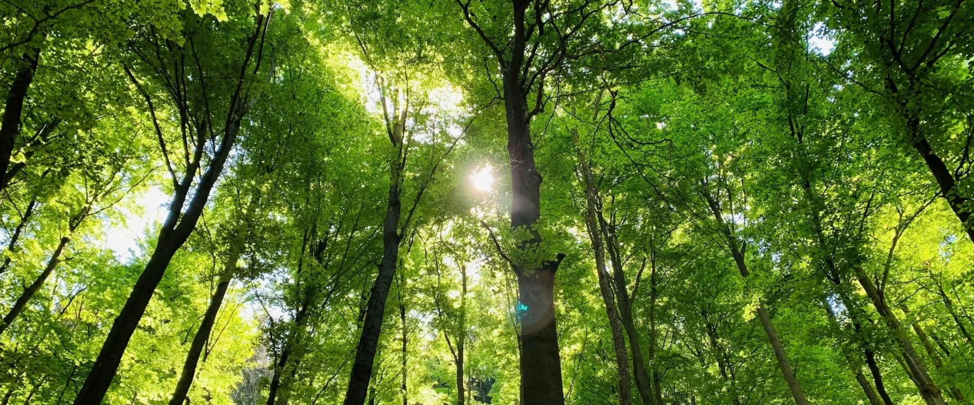 Wald mit Laubbäumen