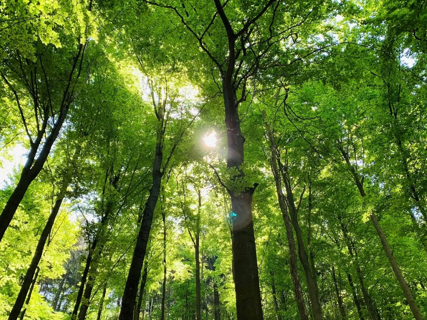 Wald mit Laubbäumen