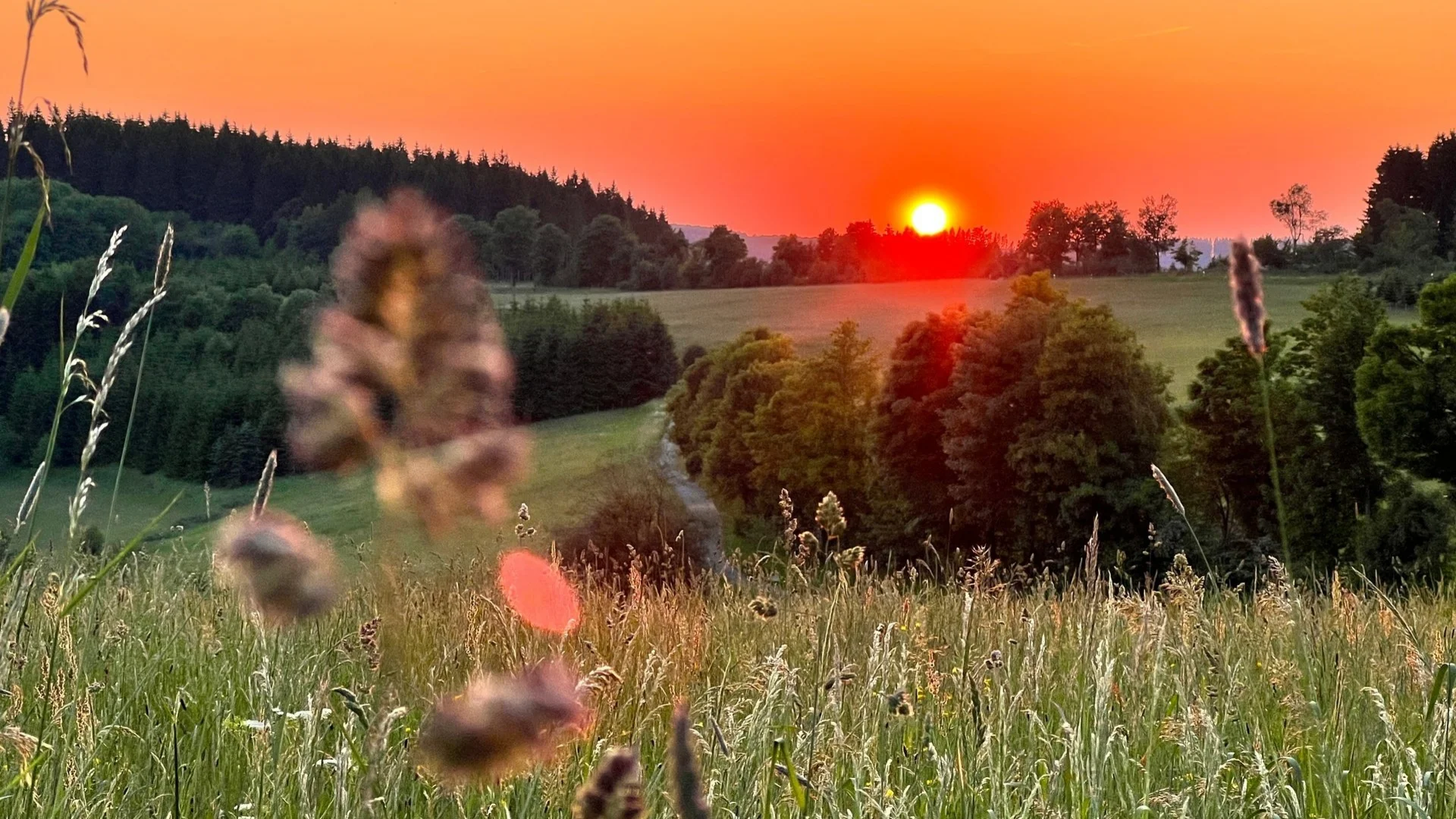 Alle aus Birken in der Abendsonne