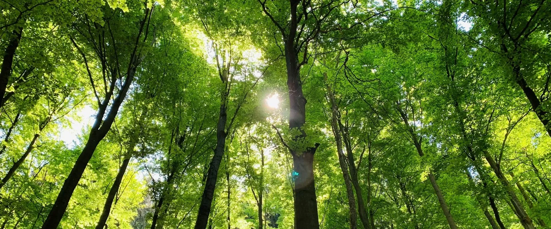 Wald mit Laubbäumen