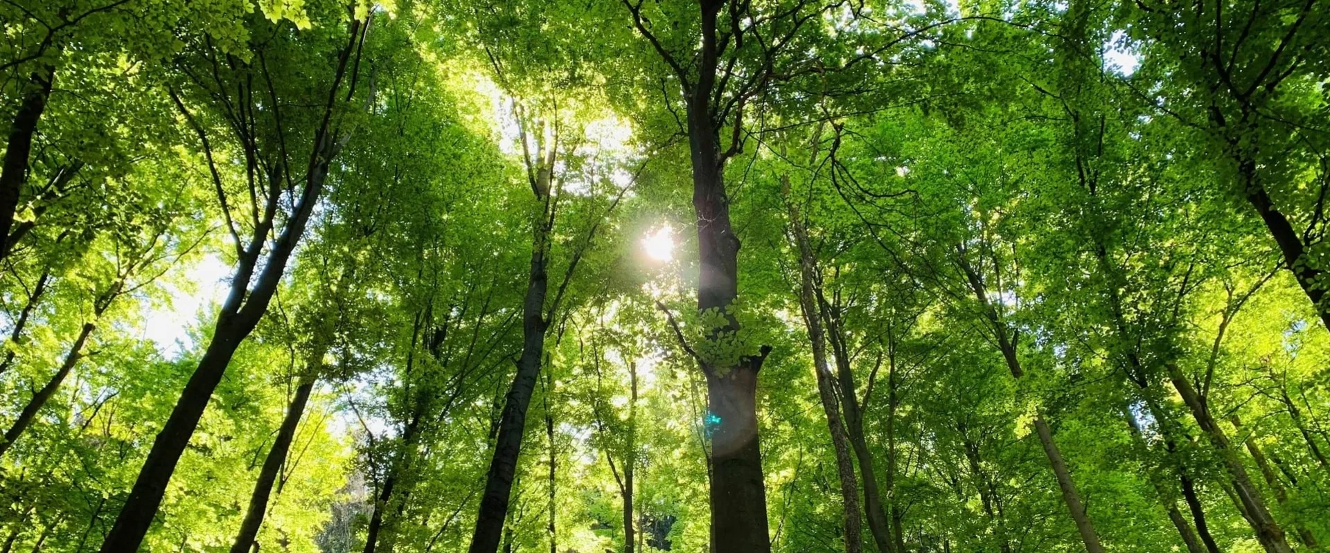 Wald mit Laubbäumen
