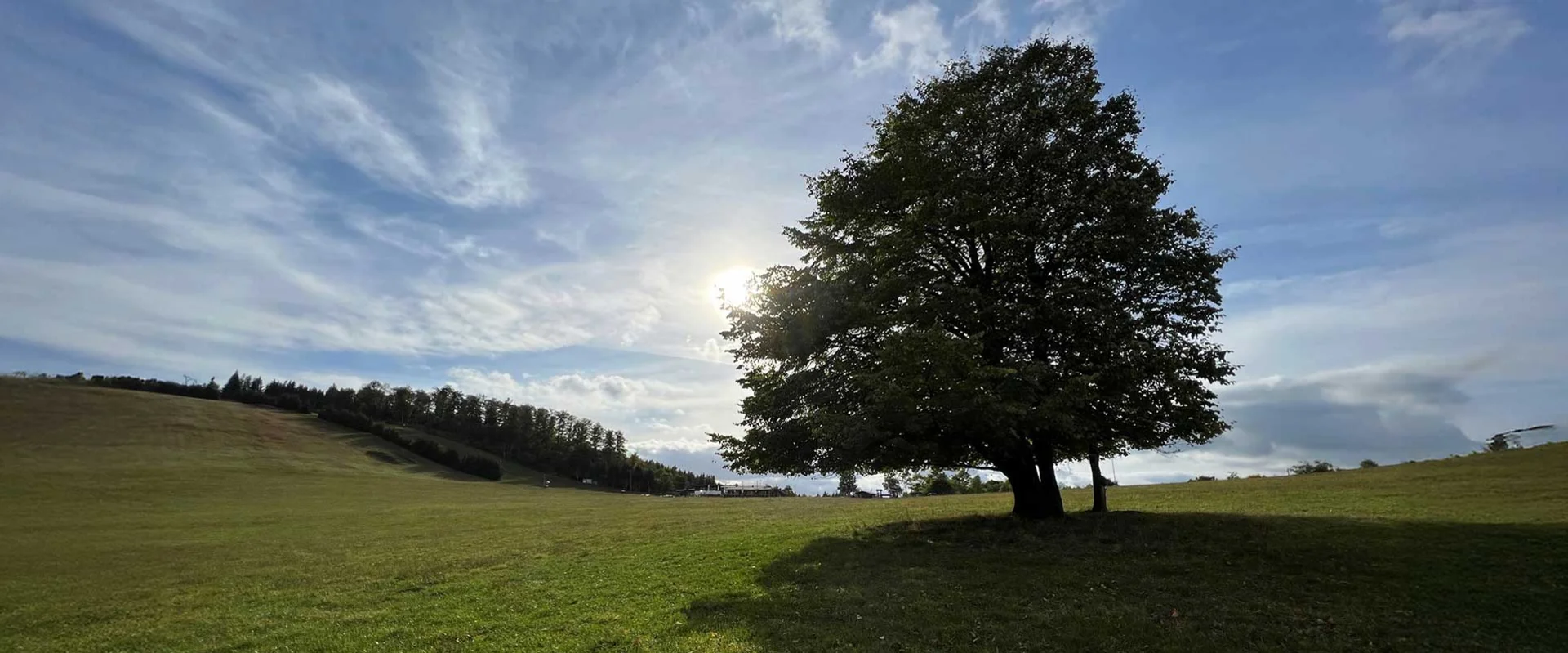 Landschaftsaufnahme mit Laubbaum, grüner Wiese und blauem Himmel