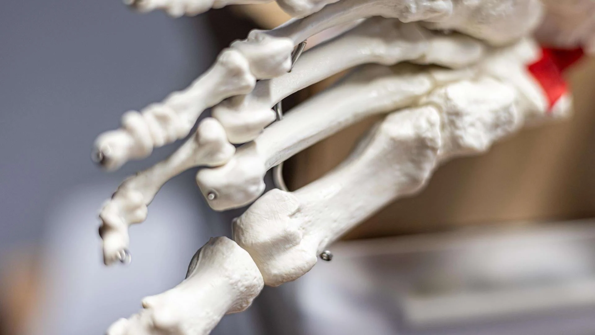 Modell eines Fußskeletts.